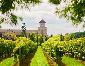 Vineyard in Niagara wine country